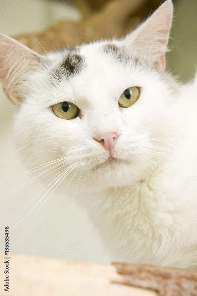 White and tabby cat with yellow eyes sitting and looking at you