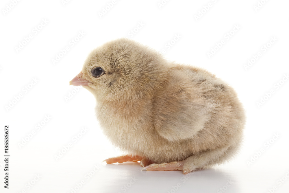 Fototapeta premium Small fluffy chickens
