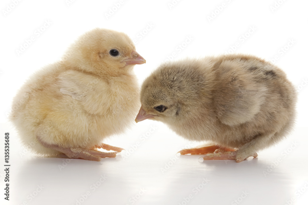 Small fluffy chickens
