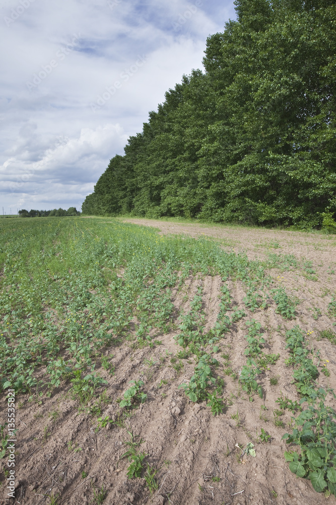 Fototapeta premium grass in the field