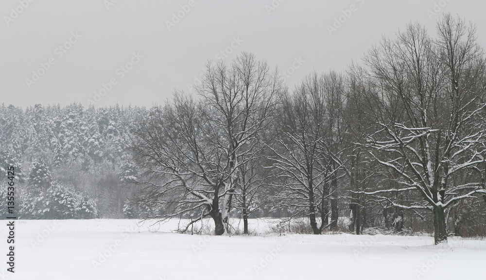 a long walk in nature snowy Russian winter a long walk in nature snowy Russian winter