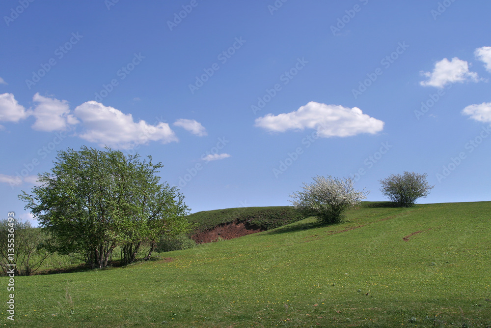 summer landscape