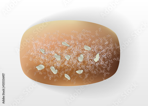 BREAD VECTOR