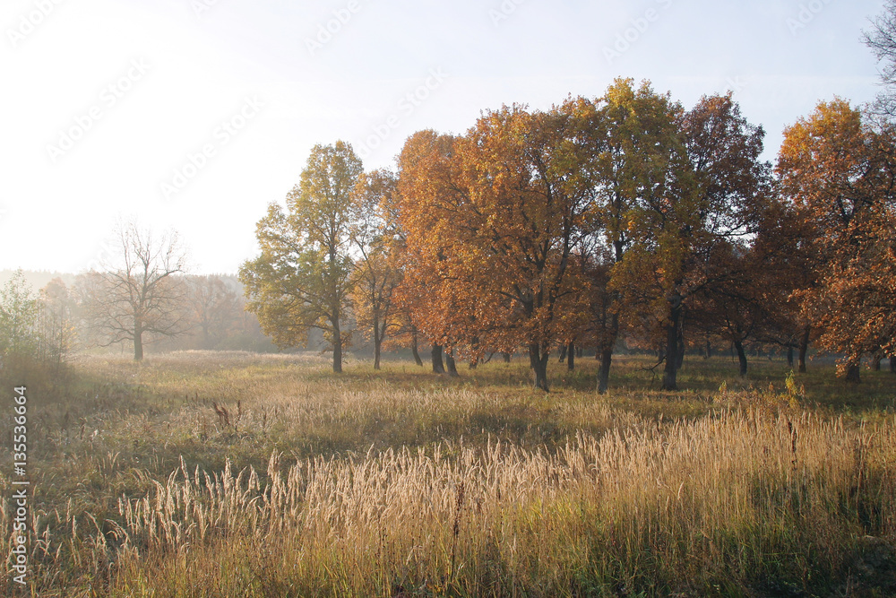 autumn landscape