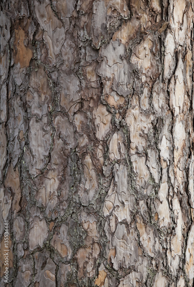 Pine tree bark background. Old tree trunk detail texture as natural background. Pine tree bark background. Old tree trunk detail texture as natural background.