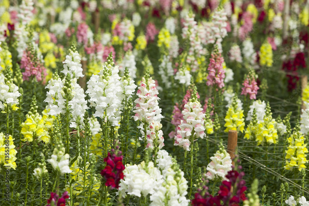Colorful garden with many kinds of flowers blooming Colorful garden with many kinds of flowers blooming