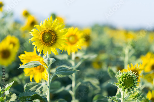 Sunflowers in the field of agriculture.Background