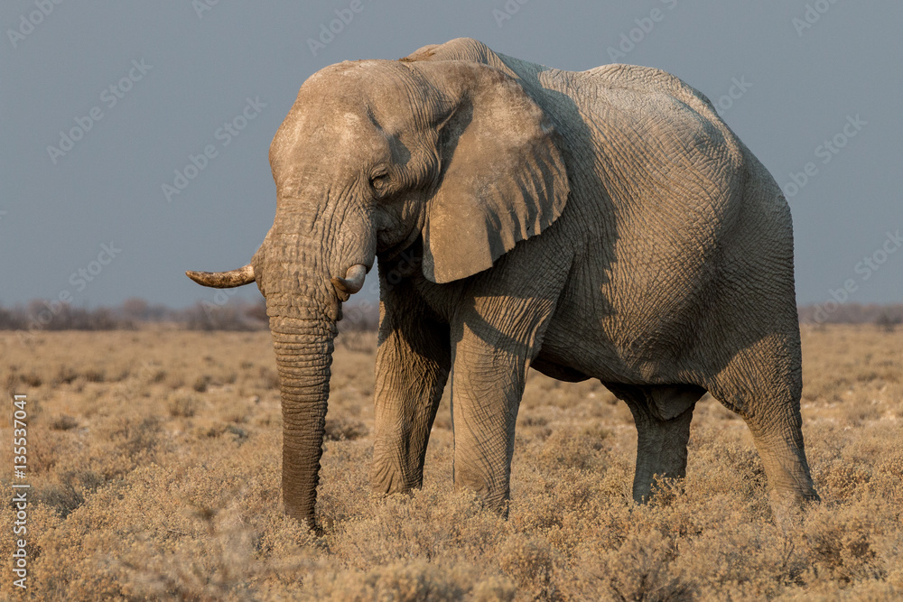 Obraz premium elephant in the dry etosha nationalpark