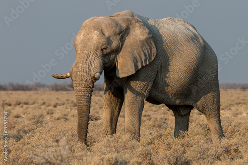 elephant in the dry etosha nationalpark
