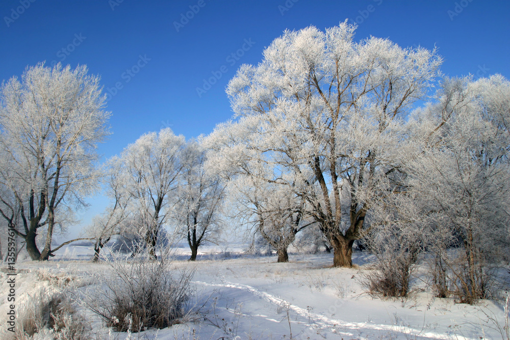 beauty of winter nature