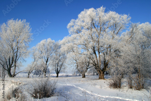 beauty of winter nature