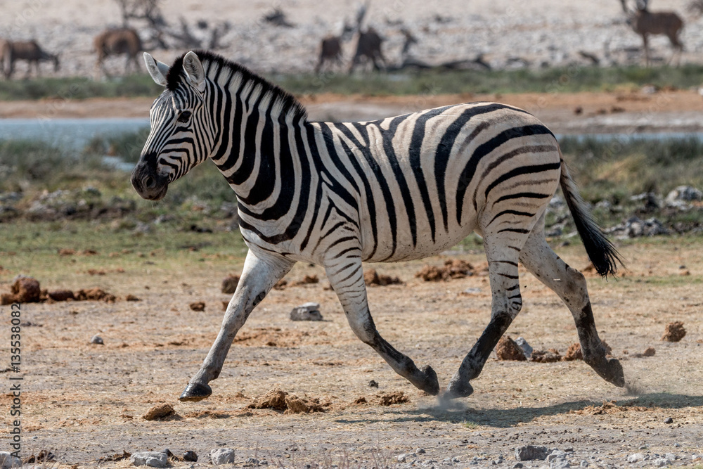 wild zebras living in Etosha National Park wild zebras living in Etosha National Park