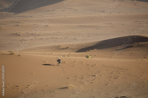 Oryx walking through the sand dunes of Namibia.