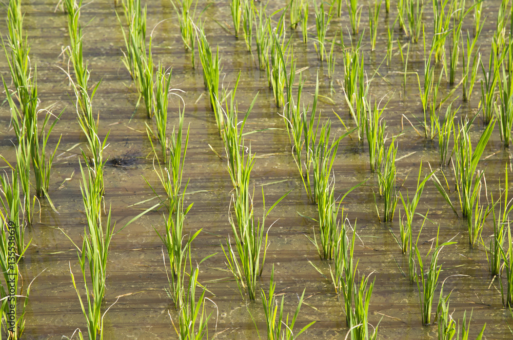 Obraz premium Rice field in new planting season, higher view.New grown rice plant in the paddy field.