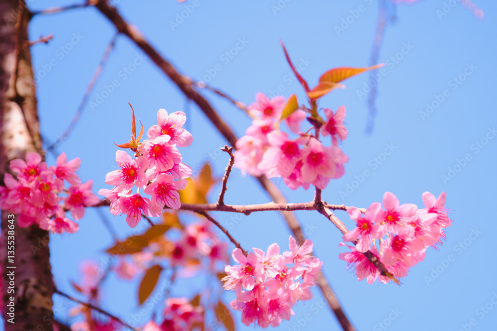 Selective focus Branch of Himalayan Cherry Blossom , also call sakura pink color with blue sky background in winter at highlands of Phetchabun District, Thailand.