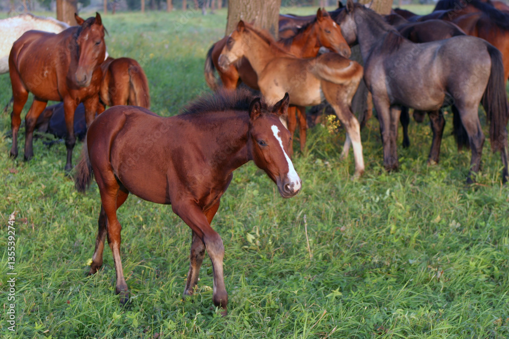 horse horse