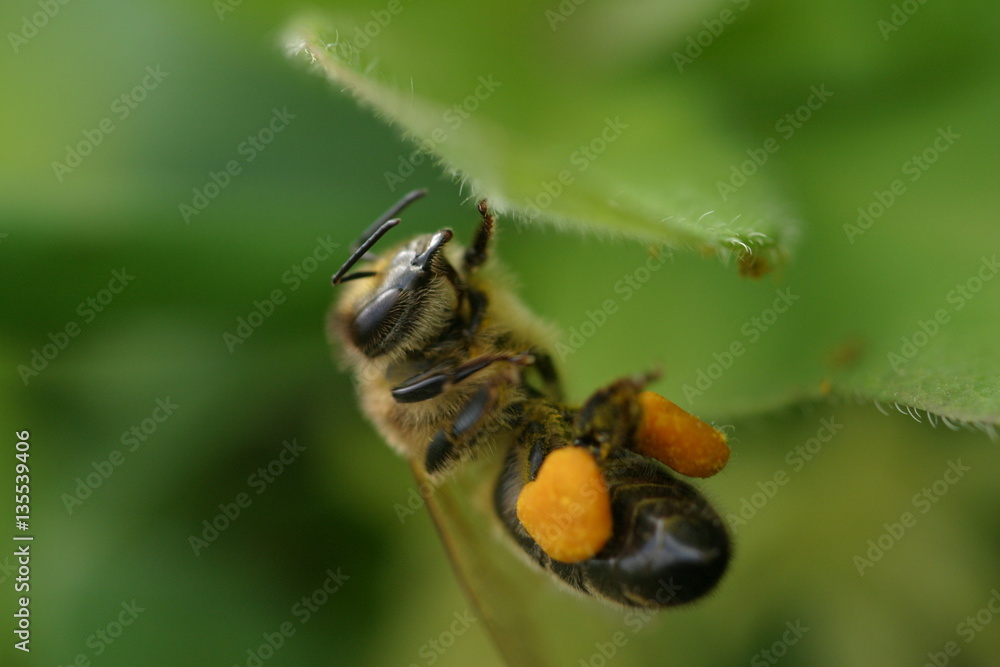 working bee working bee