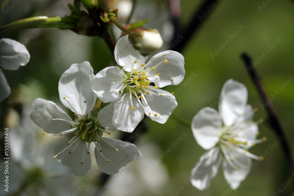 spring Flowers spring Flowers