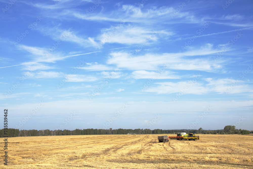 Obraz premium grain harvest