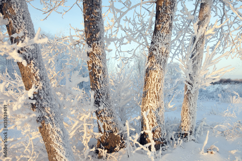 Fototapeta premium winter Walk