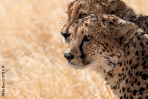 cute cheetah photo