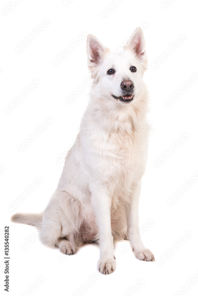 Sitting white swiss shepherd dog isolated on a white background