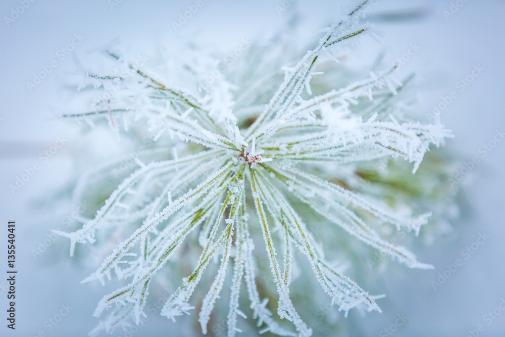 Pine tree branch with winter white rime Pine tree branch with winter white rime
