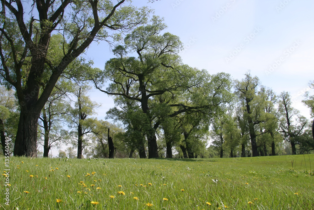 Obraz premium summer landscape