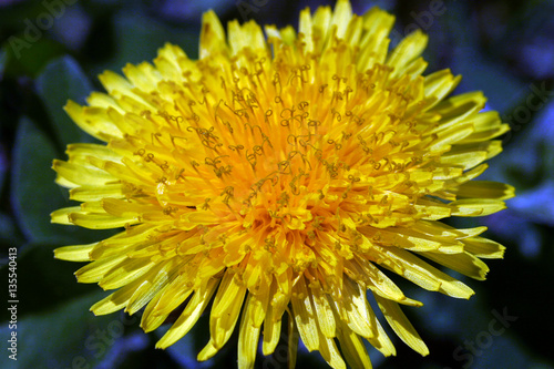 spring Flowers