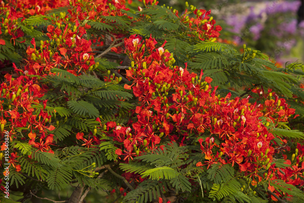 Phoenix flower (Flamboyant), close up - the flower of summer in tropical climate Phoenix flower (Flamboyant), close up - the flower of summer in tropical climate