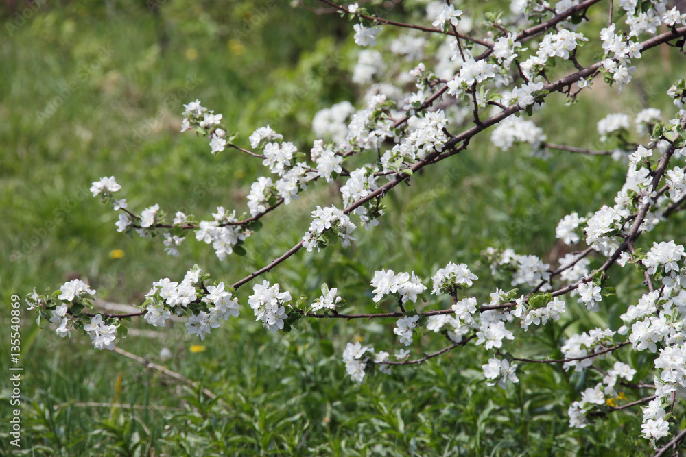 walk outdoors during the spring flowering apple trees walk outdoors during the spring flowering apple trees
