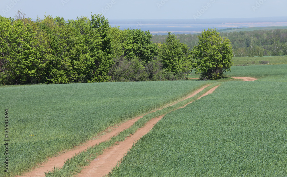 long summer walks on Russian flowering meadows long summer walks on Russian flowering meadows