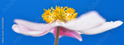 Banner lang blauer Himmel rosa Blüte photo