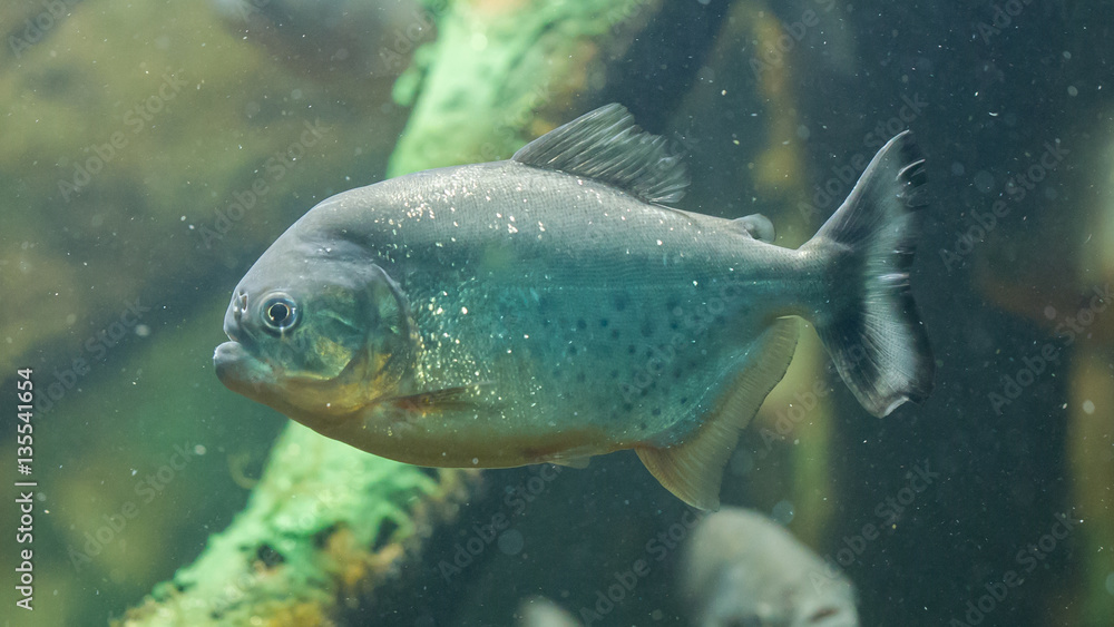 Piranha fish underwater Piranha fish underwater