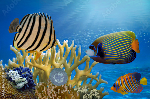 Underwater scene, showing different colorful fishes swimming
