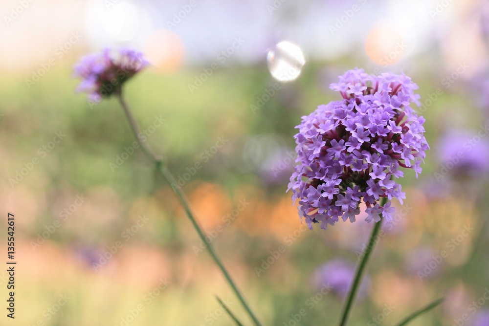 Fototapeta premium Purple flowers