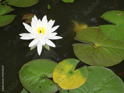 Bunch of sage plant on the white and green table cloth