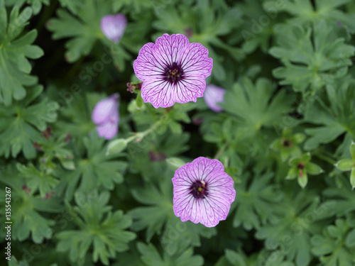 Geranium cinereum purple flowers in green