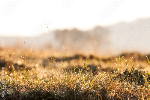 Plants and vegetation in the morning light with beautiful bokeh 