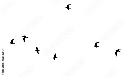 flock of birds on a white background