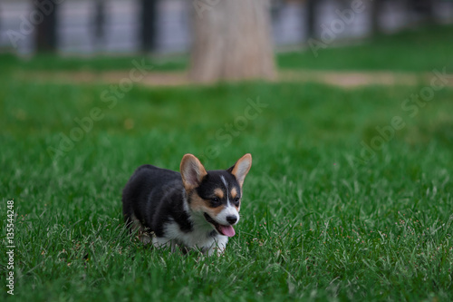 Photo of Cute Little Welsh Corgi Puppy Portrait. Pembroke Corgi Dog Playing in Green Grass Park