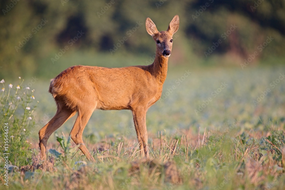 Capreolus capreolus, Roe Deers are standing on the summer meadow before the sun in the grass with early dew. Wildlife scenery. Capreolus capreolus, Roe Deers are standing on the summer meadow before the sun in the grass with early dew. Wildlife scenery.