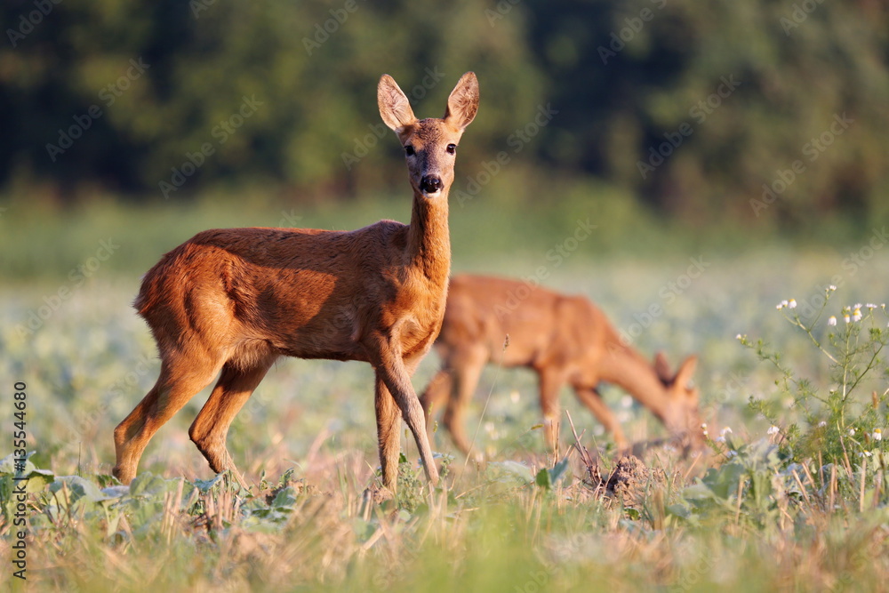 Capreolus capreolus, Roe Deers are standing on the summer meadow before the sun in the grass with early dew. Wildlife scenery. Capreolus capreolus, Roe Deers are standing on the summer meadow before the sun in the grass with early dew. Wildlife scenery.