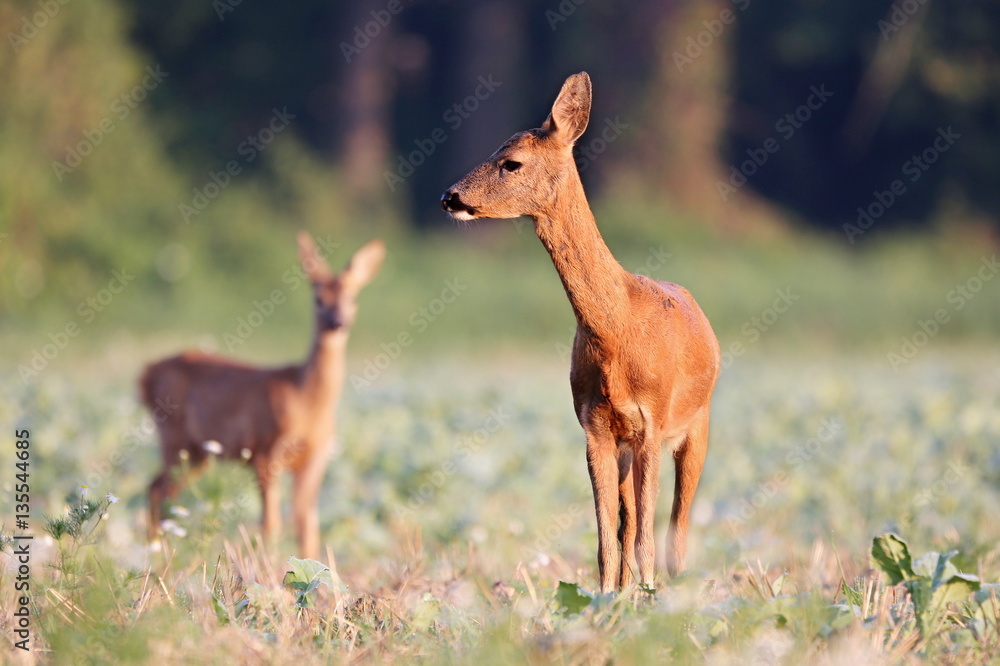 Capreolus capreolus, Roe Deers are standing on the summer meadow before the sun in the grass with early dew. Wildlife scenery. Capreolus capreolus, Roe Deers are standing on the summer meadow before the sun in the grass with early dew. Wildlife scenery.