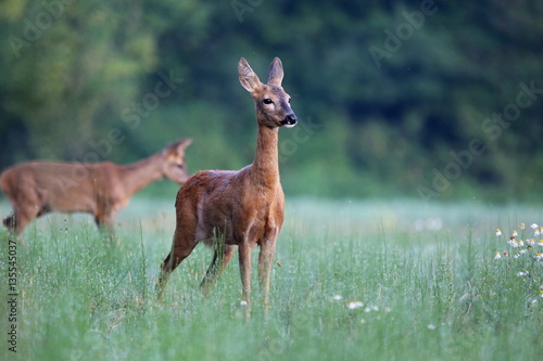 Capreolus capreolus, Roe Deers are standing on the summer meadow before the sun in the grass with early dew. Slovakia Wildlife scenery.