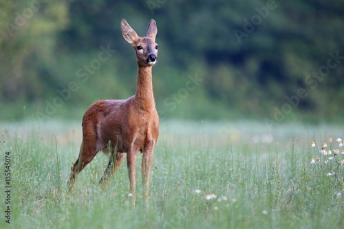Capreolus capreolus, Roe Deers are standing on the summer meadow before the sun in the grass with early dew. Slovakia Wildlife scenery.