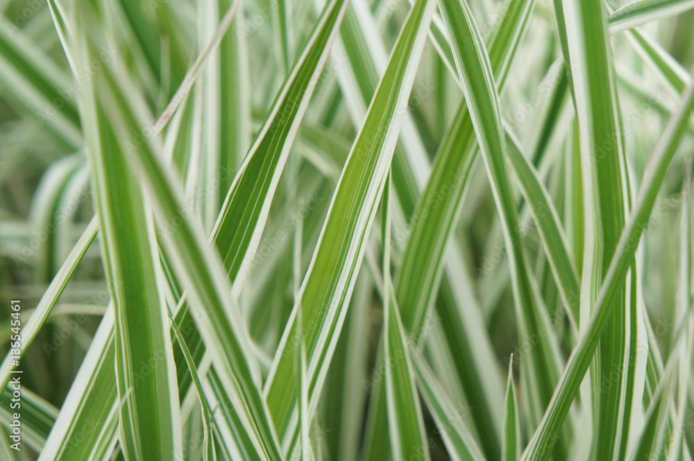 Arrhenatherum elatius bulbosum variegatum green and white striped grass soft focus Arrhenatherum elatius bulbosum variegatum green and white striped grass soft focus