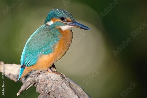 Common Kingfisher, Alcedo atthis. Europe, country Slovakia, region Horna Nitra- Kingfisher sitting on a branch.