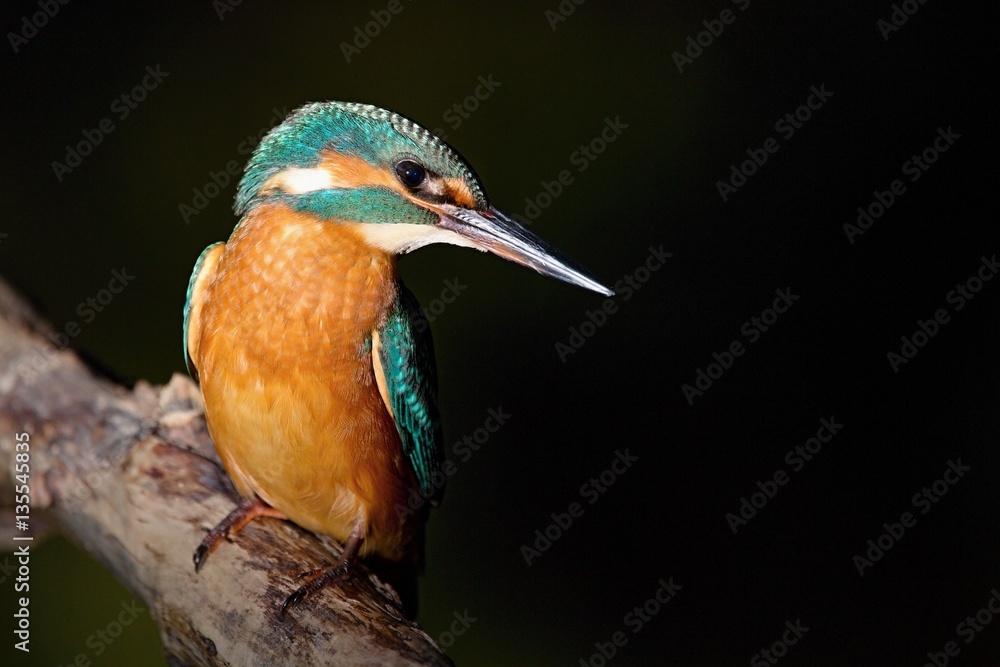 custom made wallpaper toronto digitalCommon Kingfisher, Alcedo atthis. Europe, country Slovakia, region Horna Nitra- Kingfisher sitting on a branch.