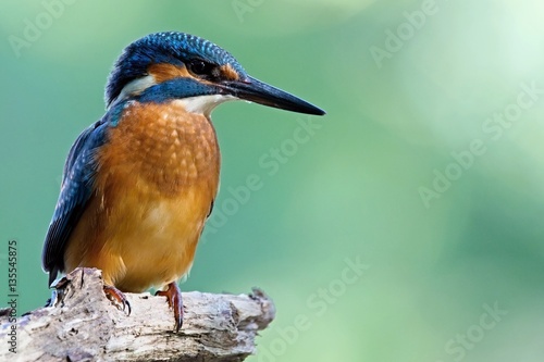 Common Kingfisher, Alcedo atthis. Europe, country Slovakia, region Horna Nitra- Kingfisher sitting on a branch.